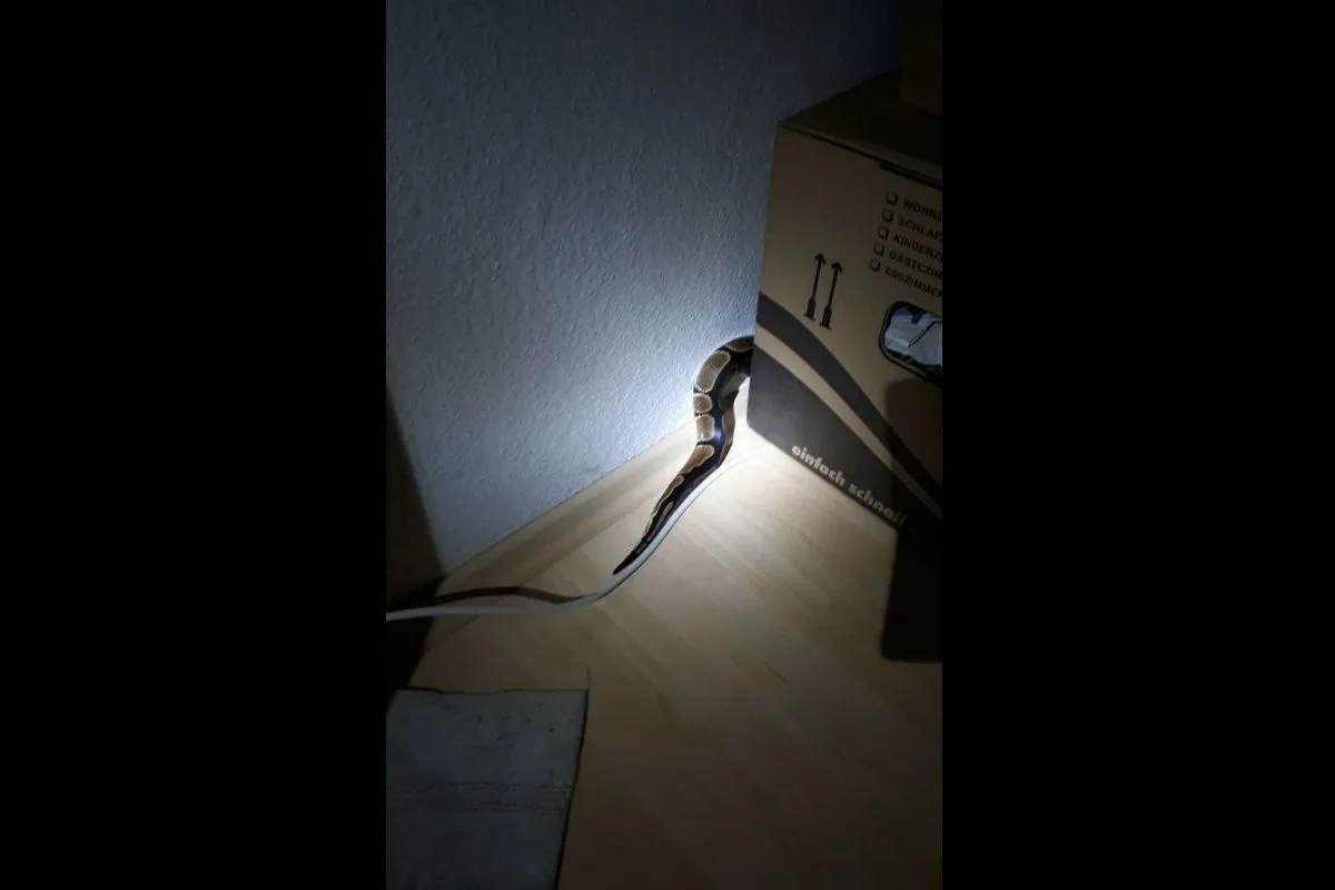 Florstadt (DE) - Schlange im Schlafzimmer