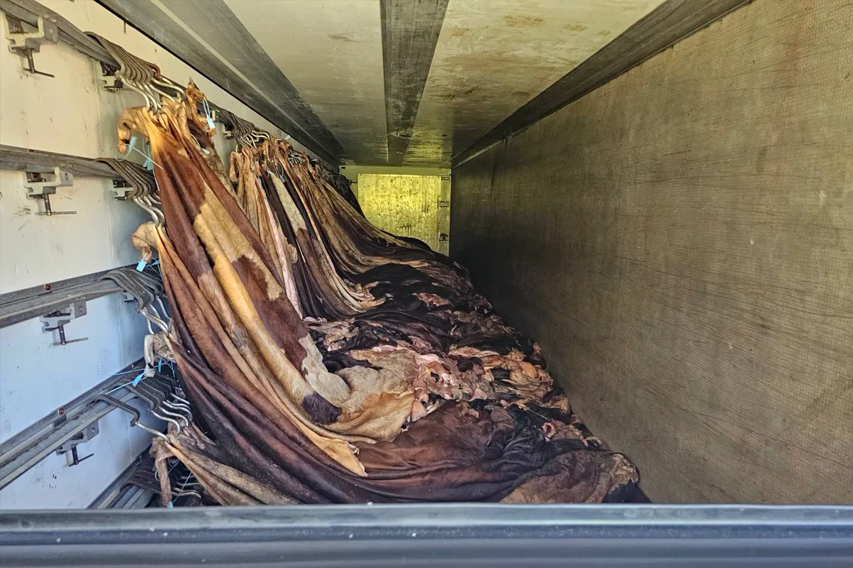 Tierhäute sind im Inneren eines Lastwagens auf Kleiderbügeln aufgehängt. Der Raum ist dunkel und eng.