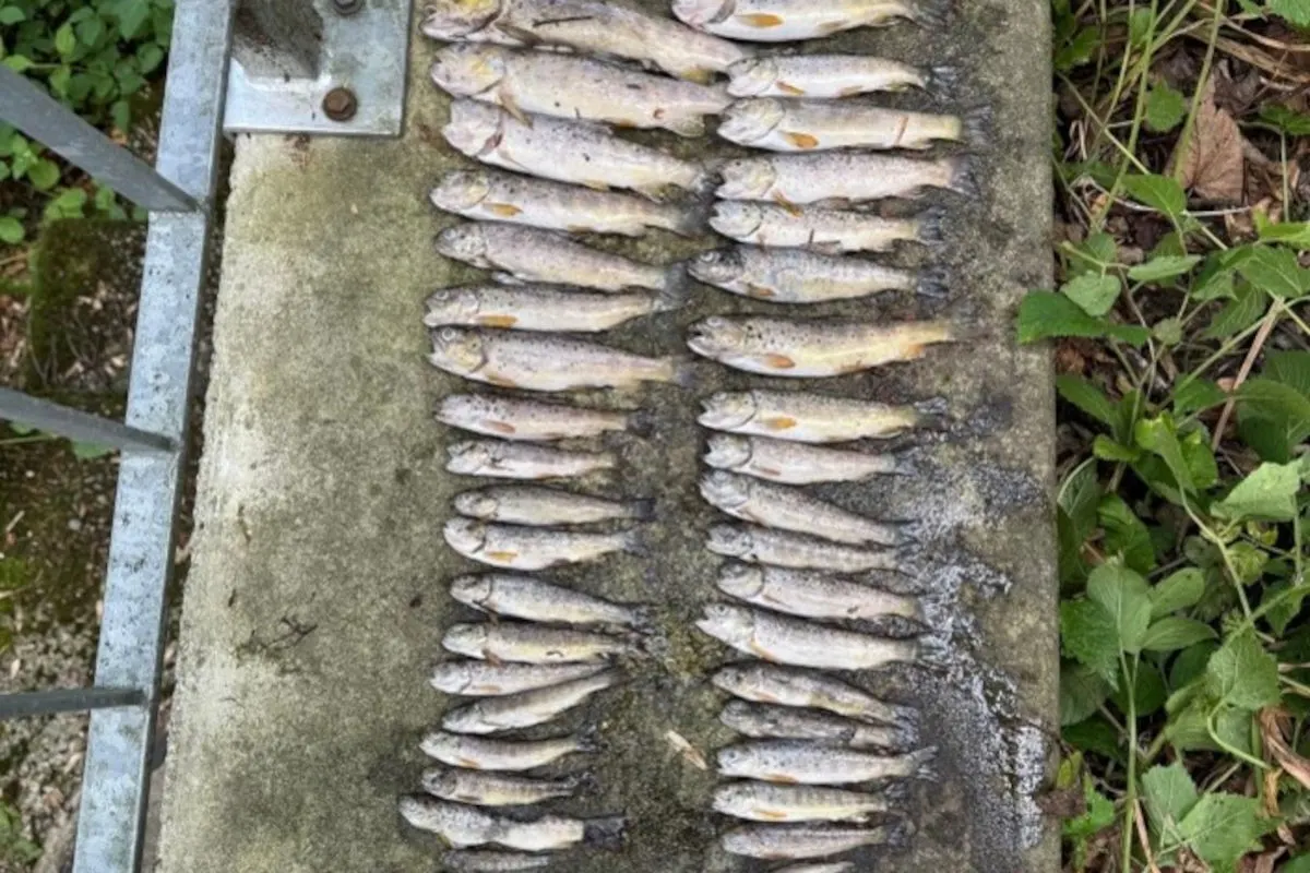 Auf einem Betonboden liegen in Reihen angeordnete tote Fische. An der Seite sind Pflanzen sichtbar.