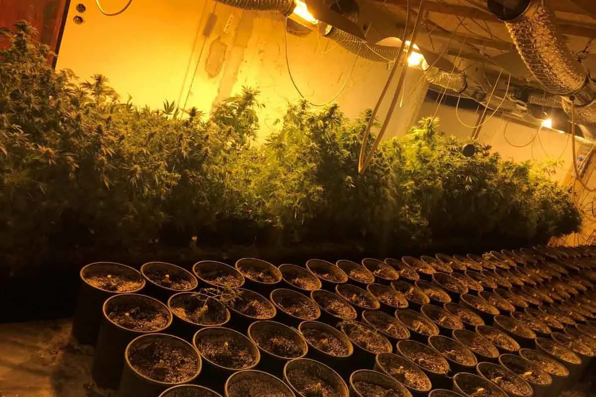 Bezirk Vöcklabruck - 17 Kilogramm Cannabisblüten verkauft