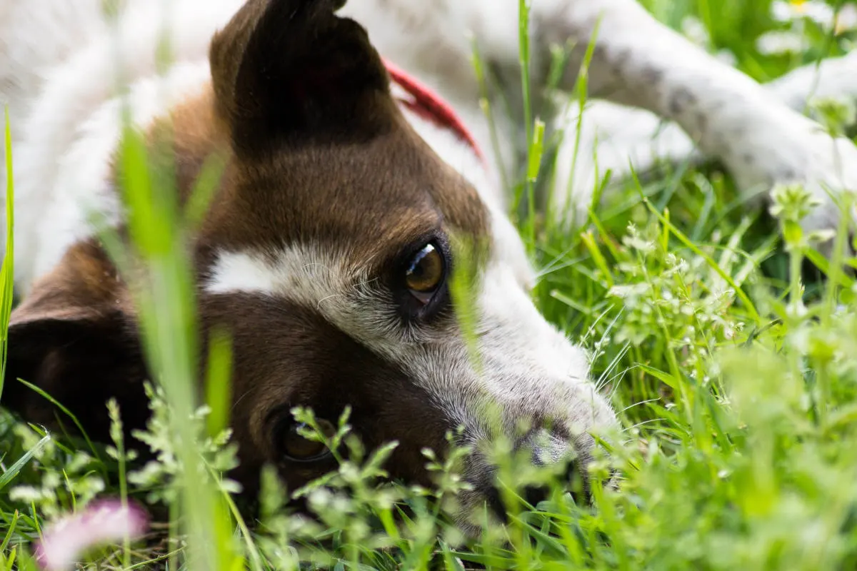 Pirching am Traubenberg – Hunde vermutlich mit Giftköder vergiftet