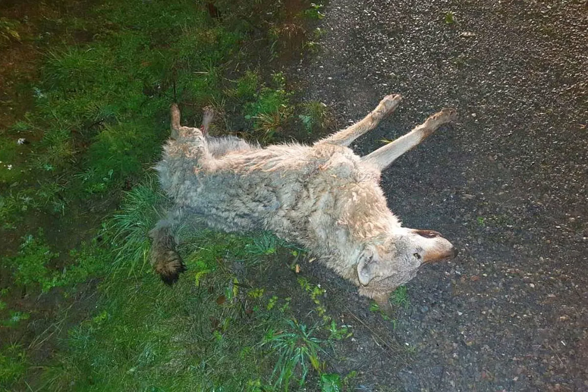 Wolf überfahren - Autoschild in der Nähe gefunden