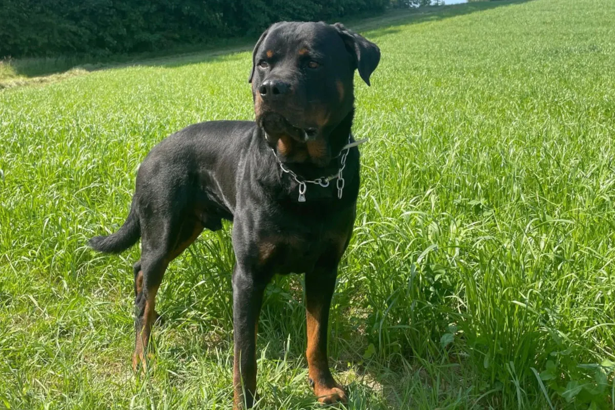 Ein großer, kräftiger Rottweiler steht aufmerksam auf einer grünen Wiese. Der Himmel ist klar und die Sonne scheint.