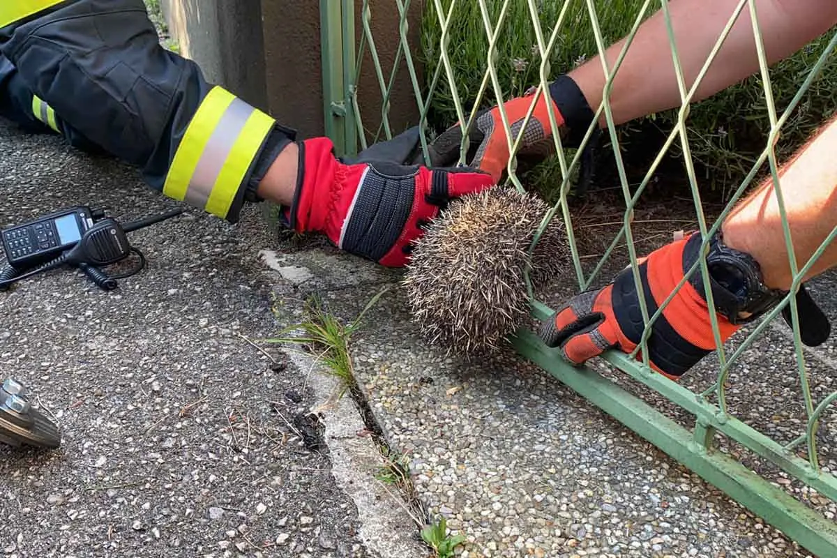 (UPDATE) Tierrettung in Ebenfurth - Gerettete Igeldame bracht erfolgreich ihre Jungen zur Welt