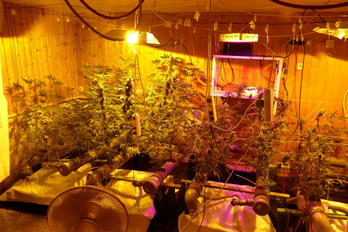 Cannabis-Indoorplantage im Saarland entdeckt