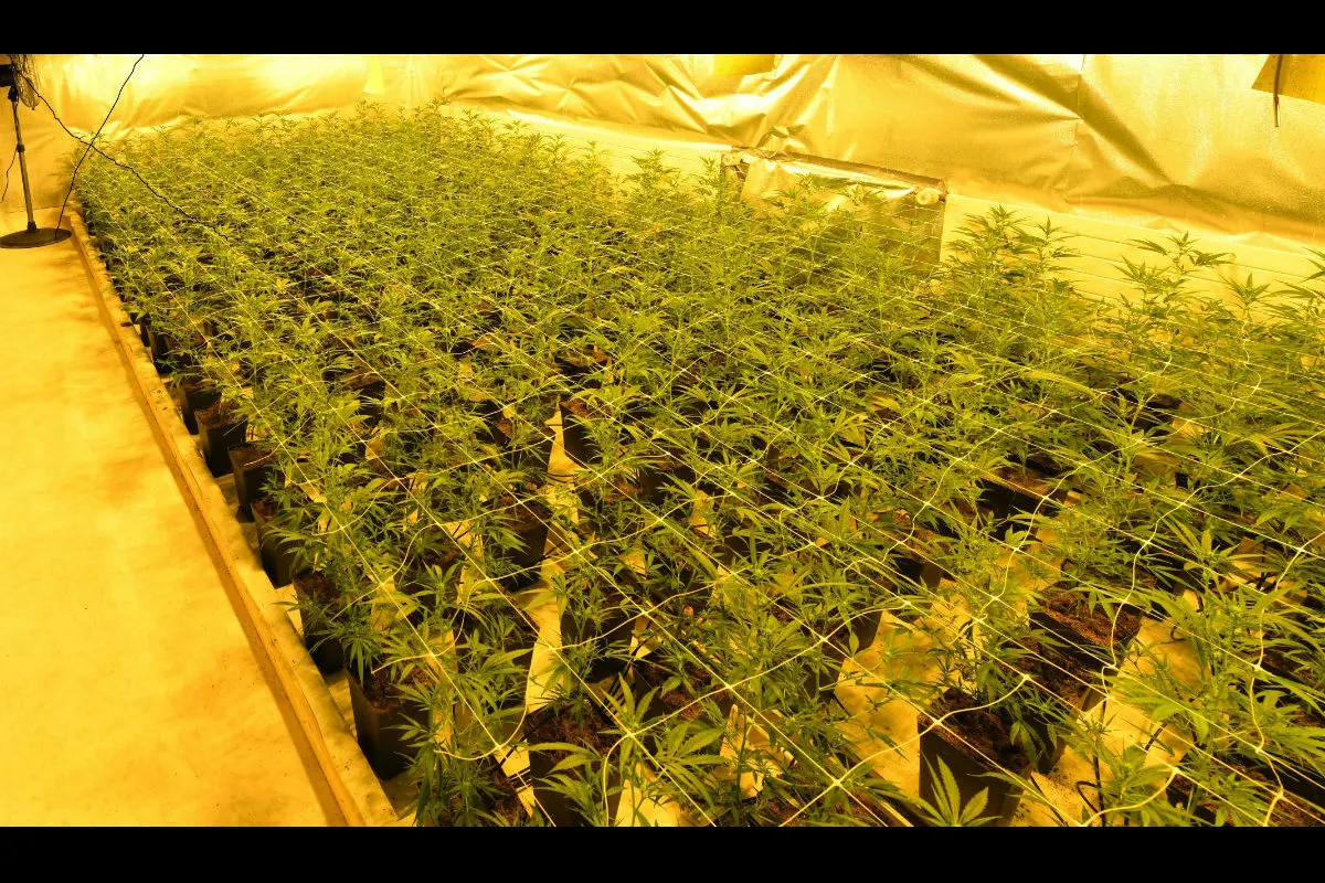 Grub/Wald AR - Indoor-Hanfplantagen sichergestellt