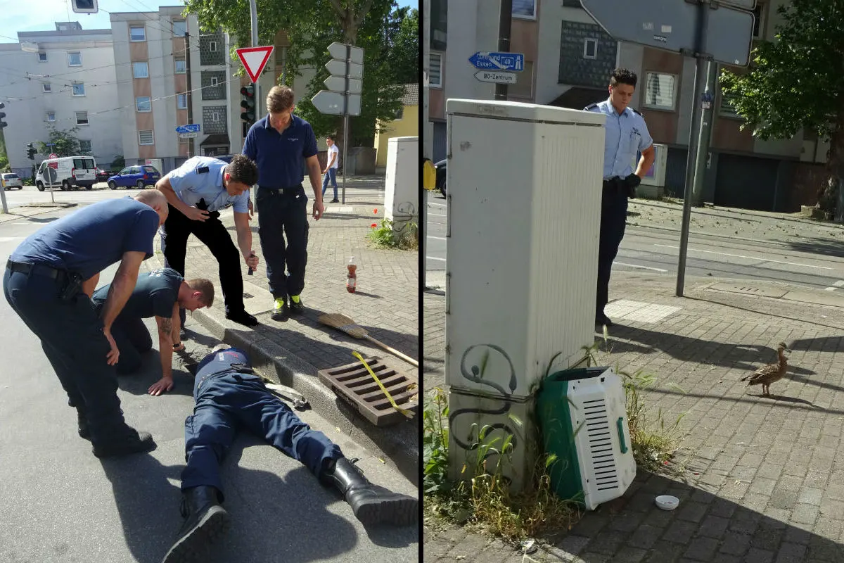 Dramatische Tierrettung geglückt
