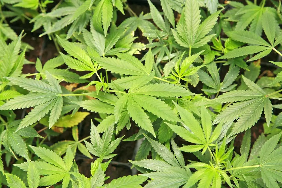 Osnabrück - Zoll stellt verbotene Einfuhr von Cannabis für medizinische Zwecke fest