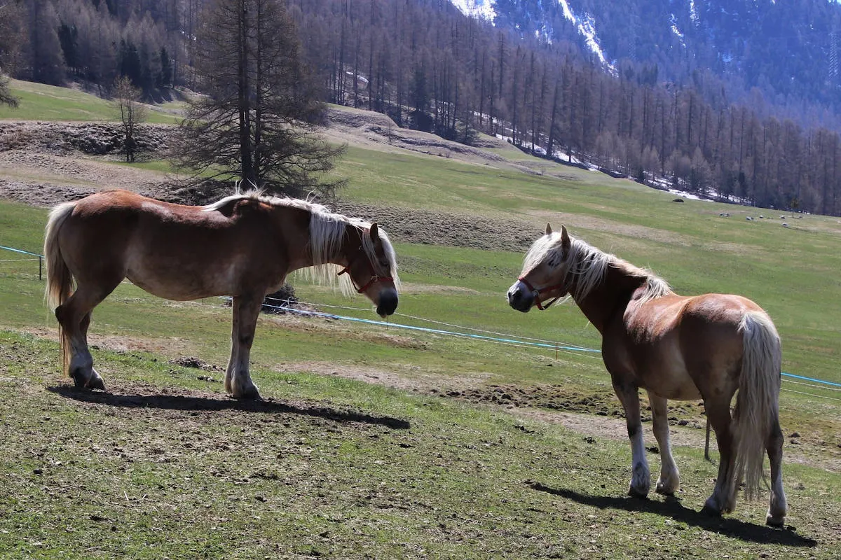 Kanton FR - 11 Pferde wegen Tierschutzmängeln beschlagnahmt
