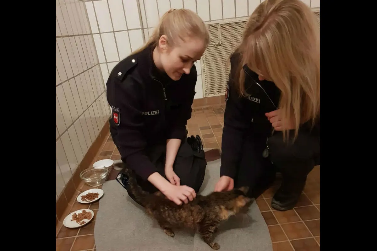 Katze in Farbeimer ausgesetzt - Zeugenaufruf