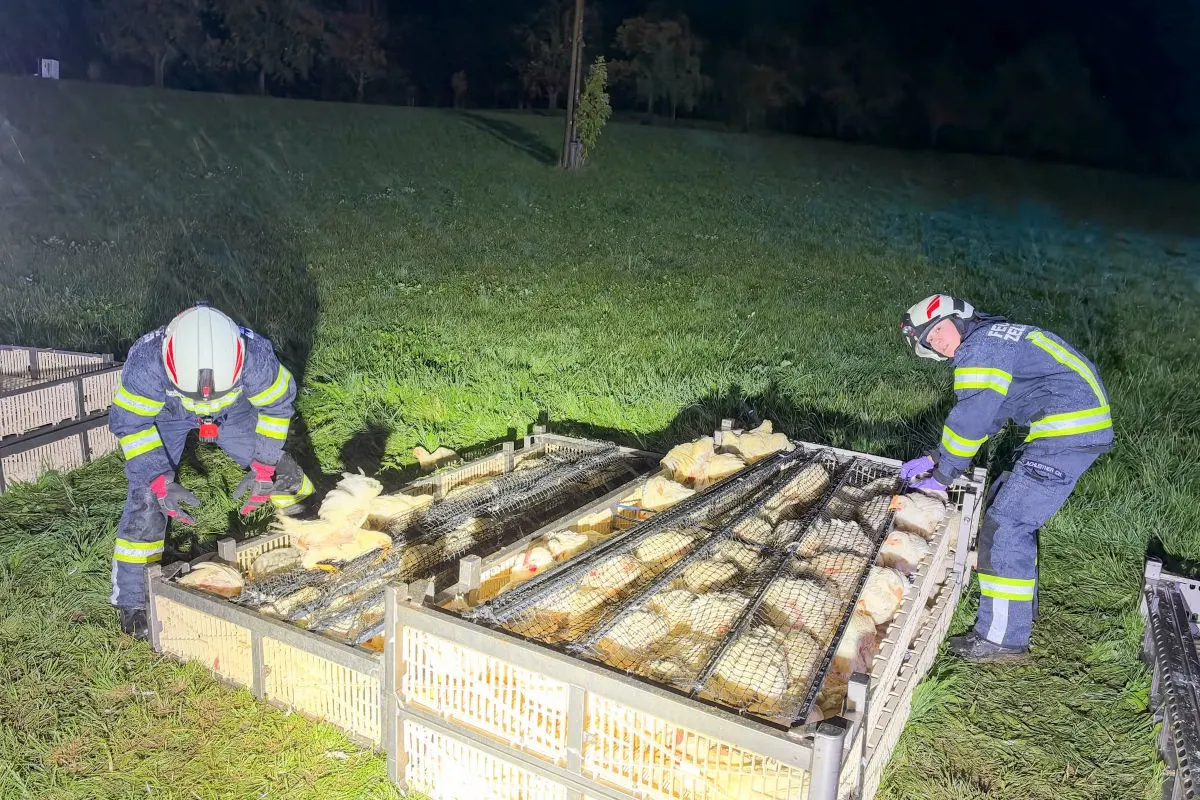 Zwei Feuerwehrleute in Uniformen sind nachts dabei, Hühner aus umgekippten Käfigen auf einer Wiese zu befreien.