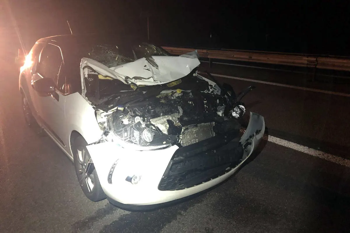 A12 Marsens – Fahrzeuge kollidieren mit Hirsch