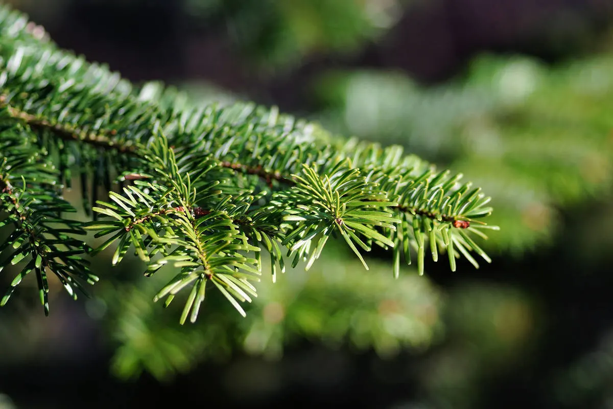 B15 Hof: Weihnachtsbaum steckte in Stoßstange fest