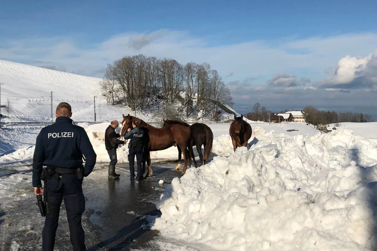 Stadt St.Gallen SG - Drei entlaufene Pferde eingefangen