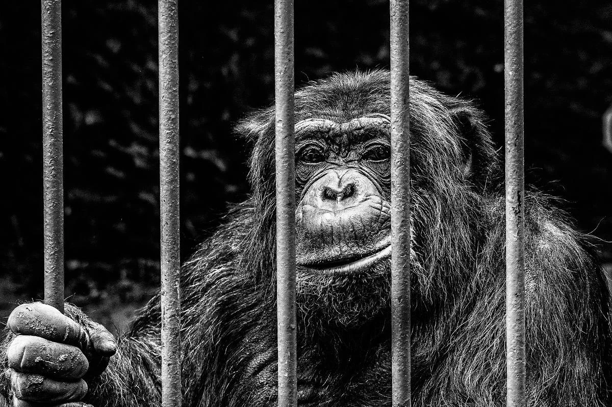 Tragisches Unglück in Krefeld - über 30 Affen vebrennen im Zoo!
