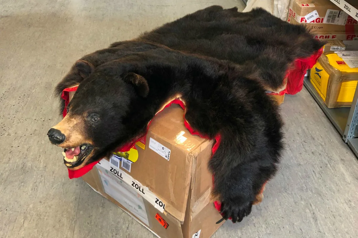 Wolfsburg - Zoll findet Schwarzbär in Paket