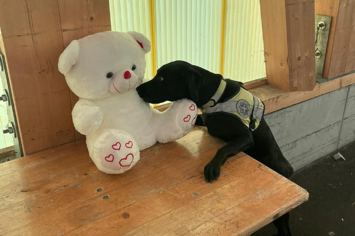 Zürich-Flughafen - Diensthund Gino enttarnt Haschisch im Teddypelz