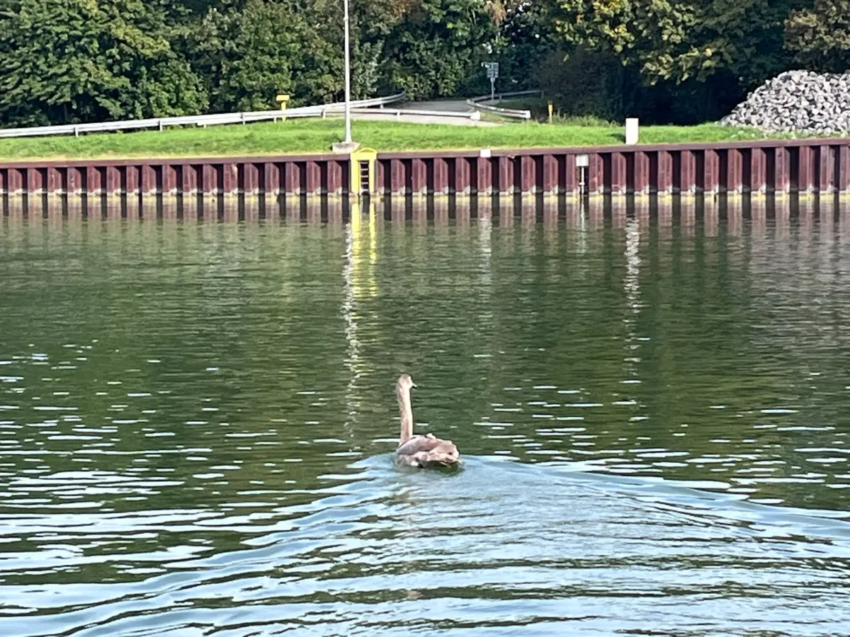 Ein einzelner Schwan schwimmt auf einem ruhigen Gewässer in Richtung einer Uferböschung, die von Bäumen umgeben ist.