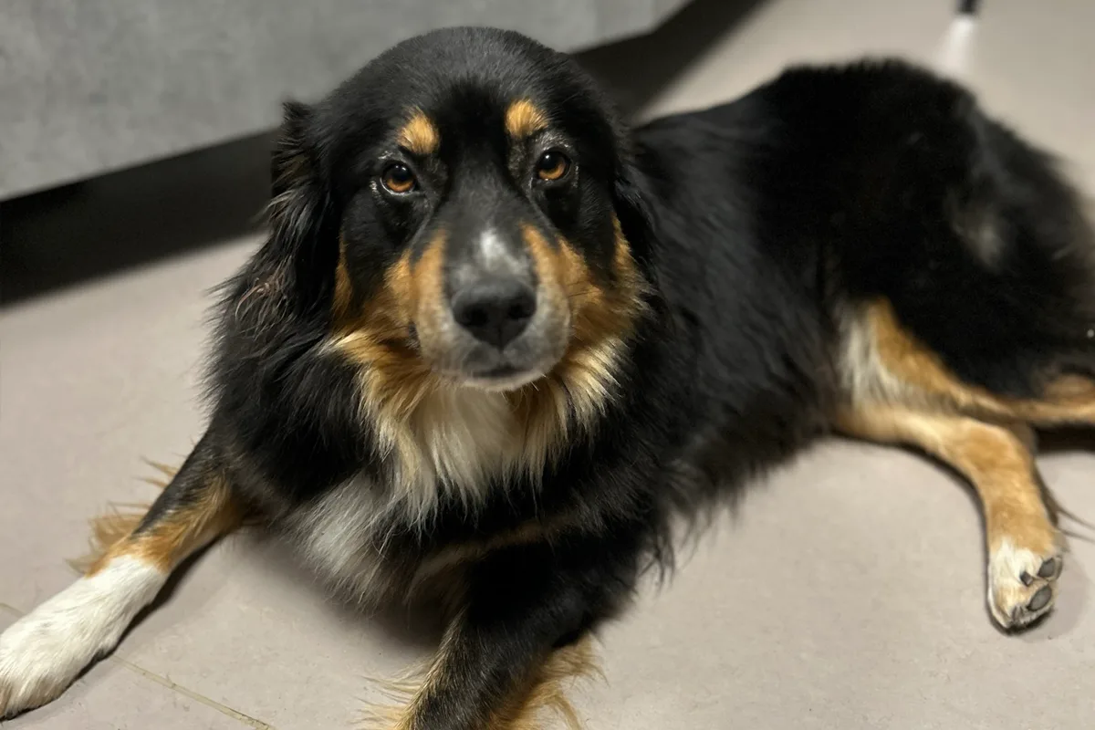 Wintersheim RP – Polizei sucht Besitzer von zugelaufenem Hund
