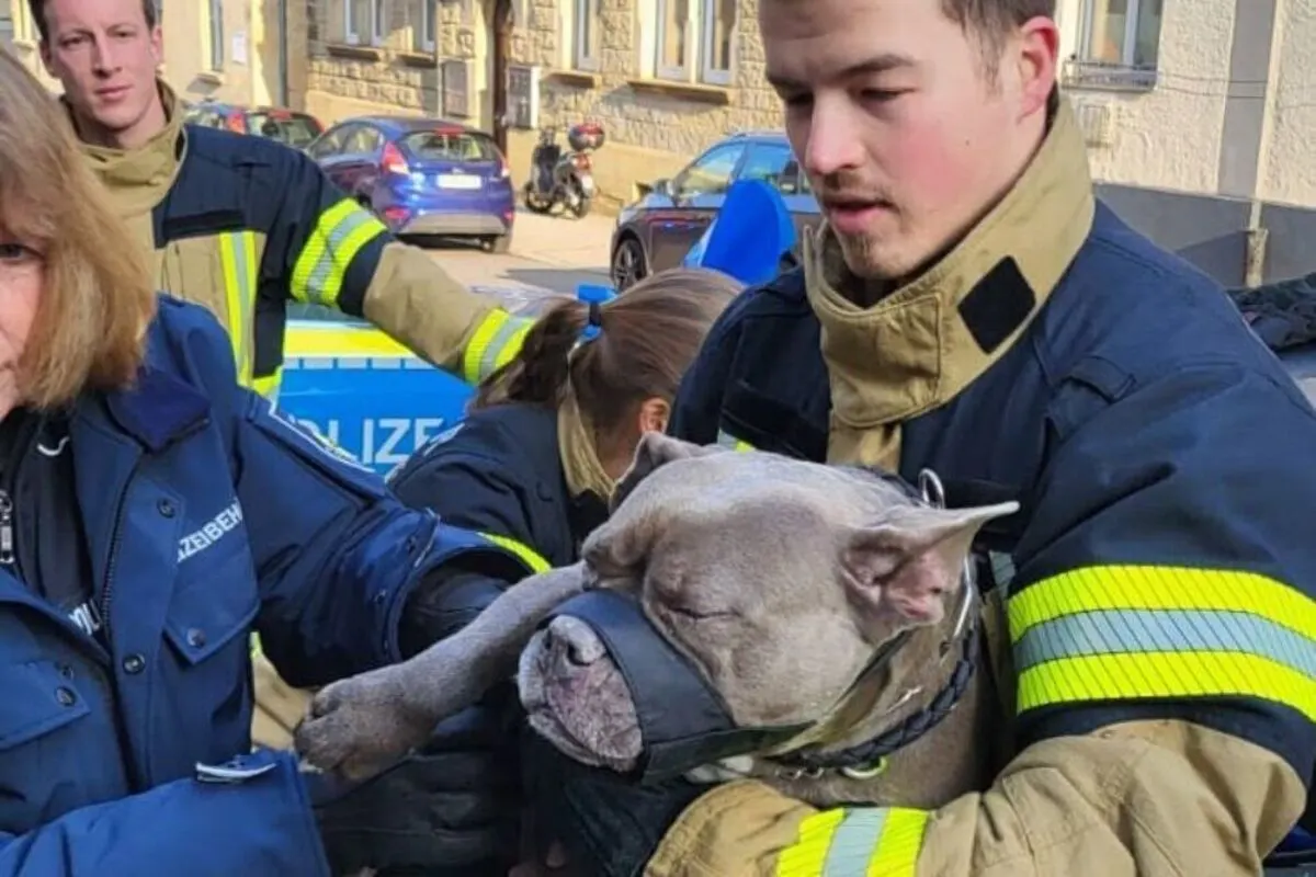 Stuttgart BW - Zitternden Hund aus eiskaltem Auto befreit