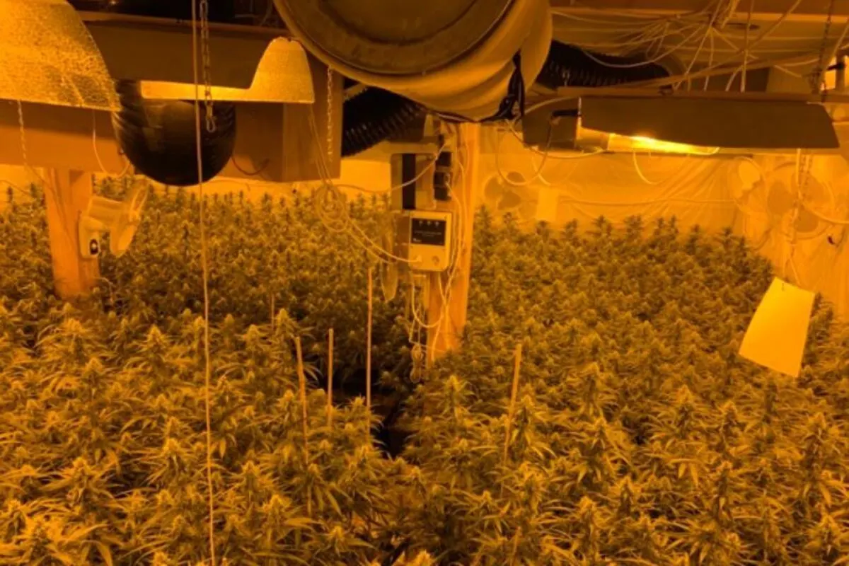 Limburg HE – Drogenplantage ausgehoben