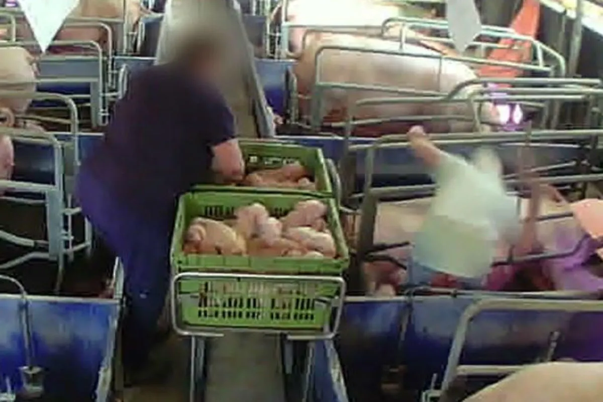 Unglaublich brutal - Erschlagen kleiner gesunder Ferkel