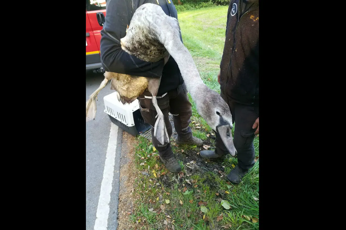 Erfolgreiche Tierrettung am Harkortsee