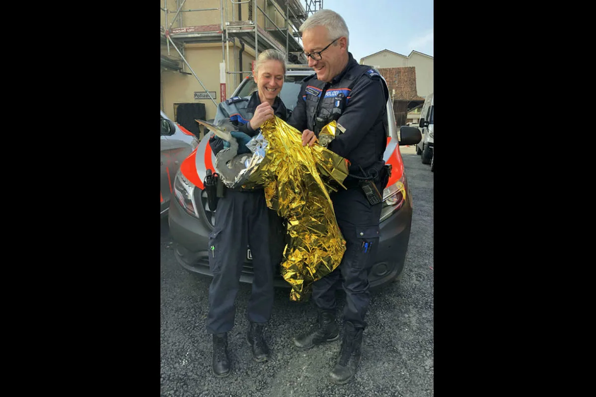 Beromünster LU - Polizei rettet Fischreiher