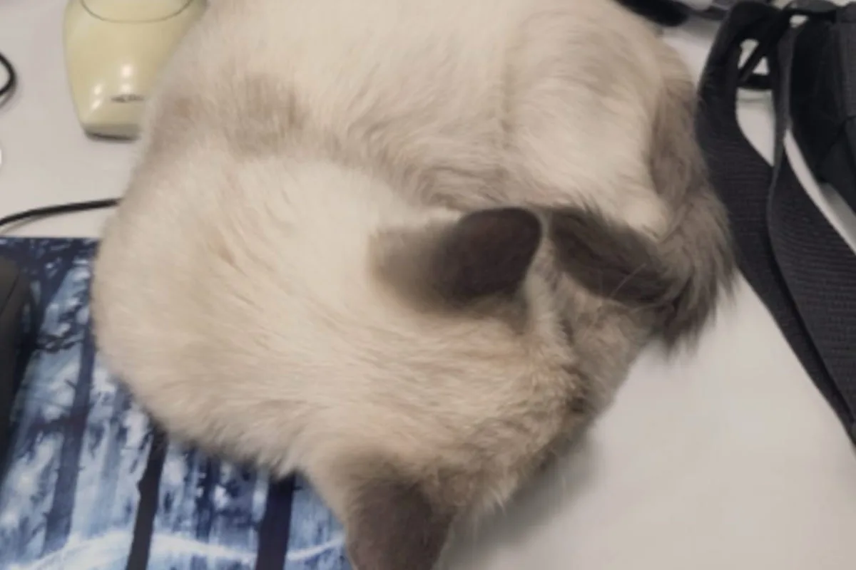 Eine Katze mit hellem Fell und dunklen Ohren schläft zusammengerollt auf einem Schreibtisch neben einer Computermaus.