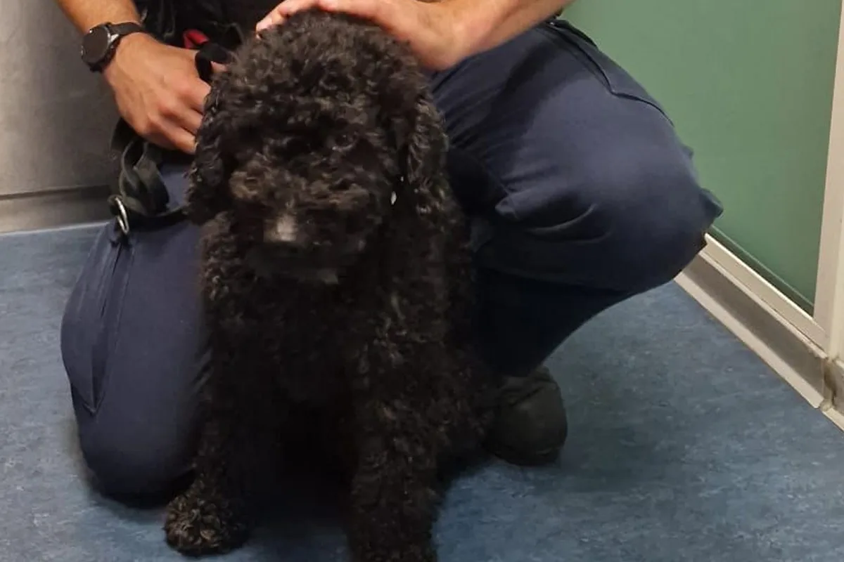 Hamburg HH – Bundespolizei übergibt gefundenen Hund an Besitzerin