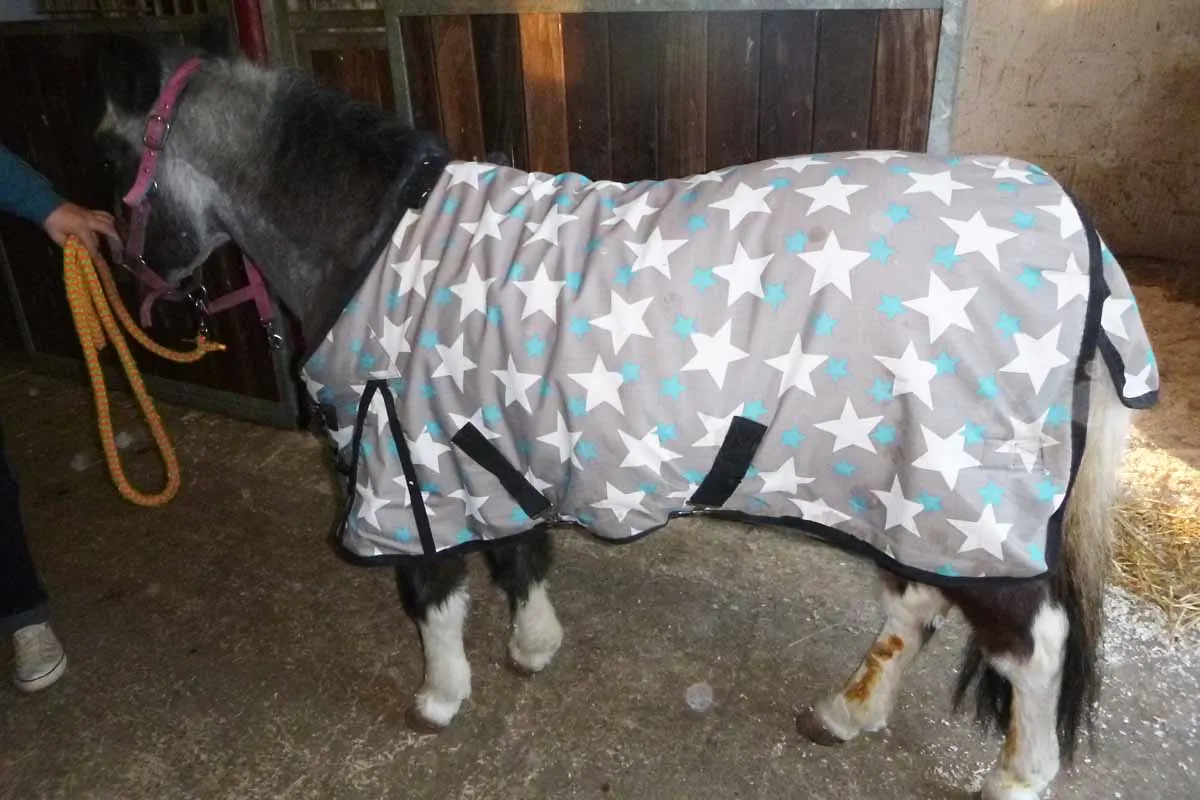 Schwere Tierquälerei in Gudensberg - Ponystute in Pferdebox verletzt!