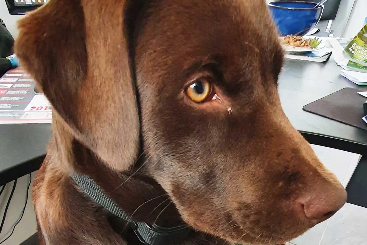 Zeugenaufruf nach Diebstahl eines Labradorrüden in Demmin - Hundehalter sucht Pepe