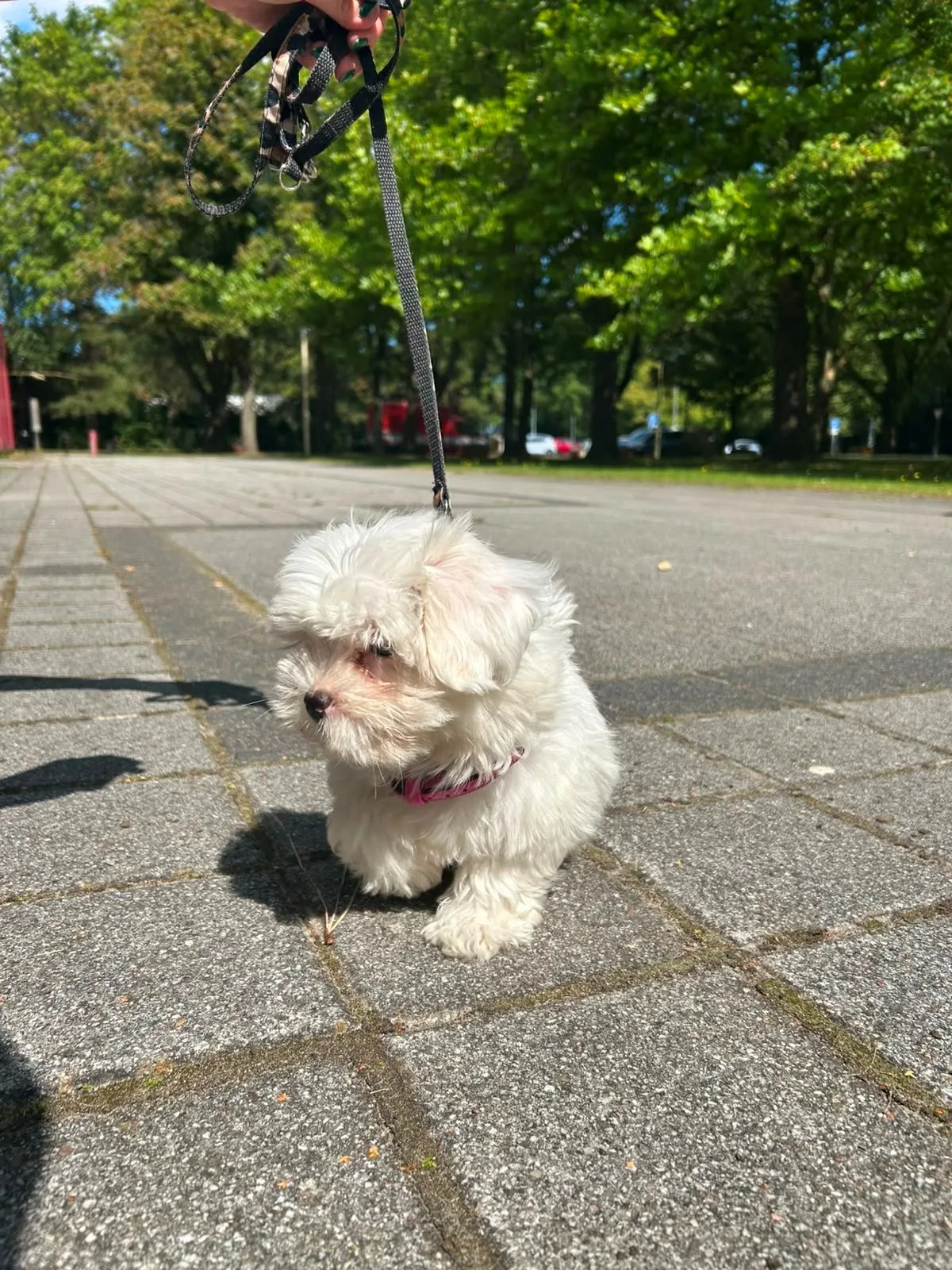 Ein kleiner weißer Hund sitzt auf einem gepflasterten Gehweg und wird an einer Leine gehalten. Im Hintergrund sind Bäume und Gebäude sichtbar.