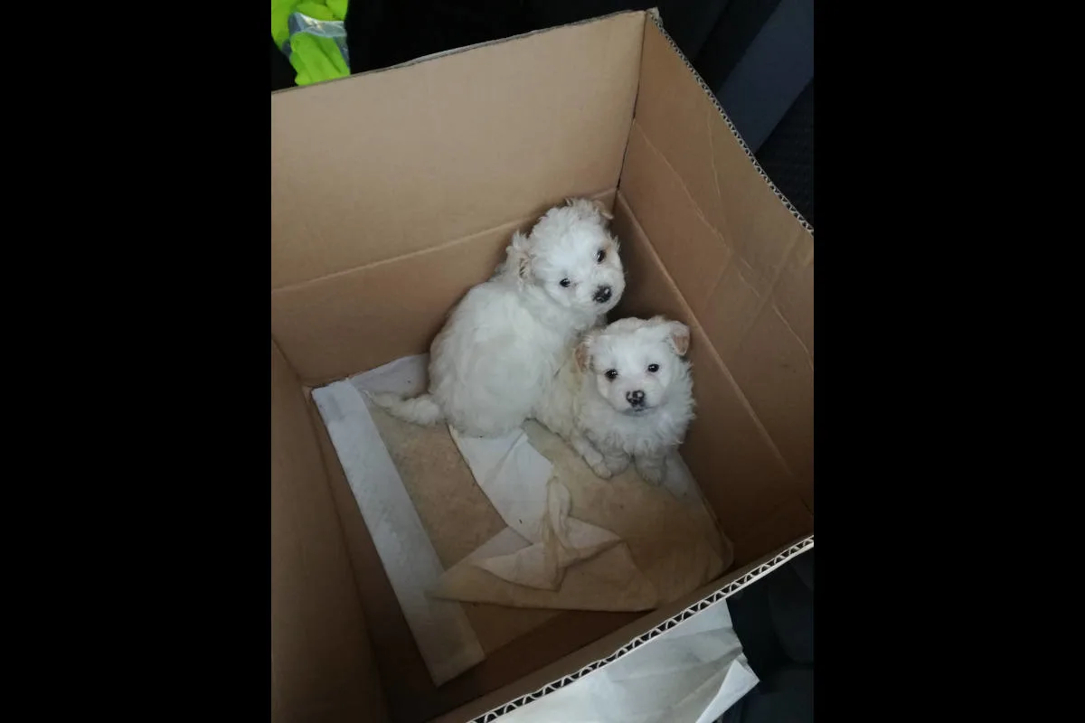 A8 Rosenheim - Zu junge Hundebabys als Weihnachtsgeschenk