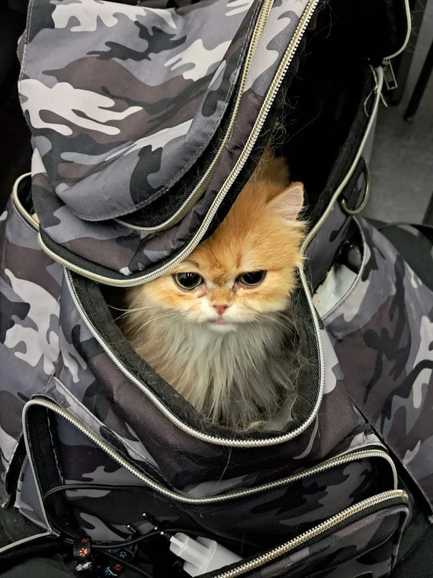 Eine orangefarbene Katze sitzt in einer grauen Camouflage-Tasche und schaut neugierig heraus. Die Tasche ist teilweise geöffnet und zeigt mehrere Fächer.