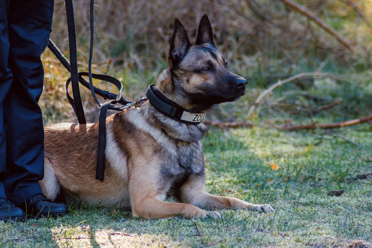 Osnabrück – Zollhund "Cracker" findet 10 Kilo Amphetamin