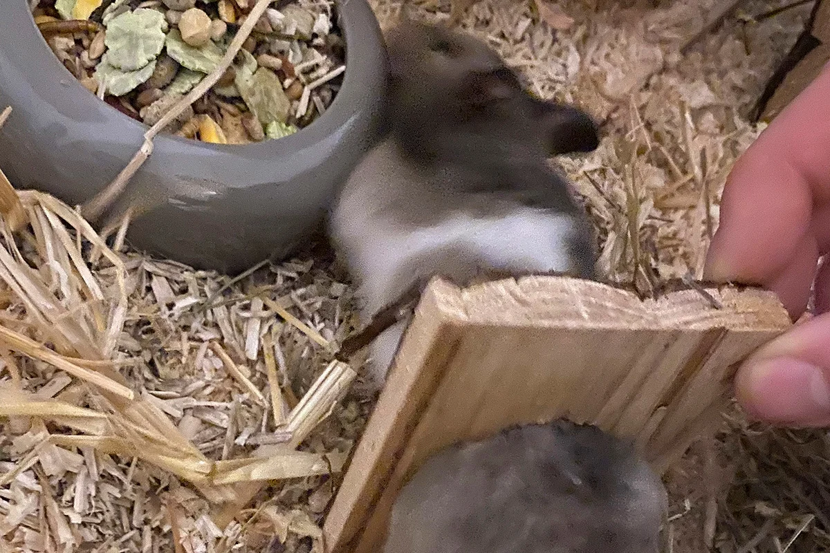 München BY – Feuerwehr befreit Hamster