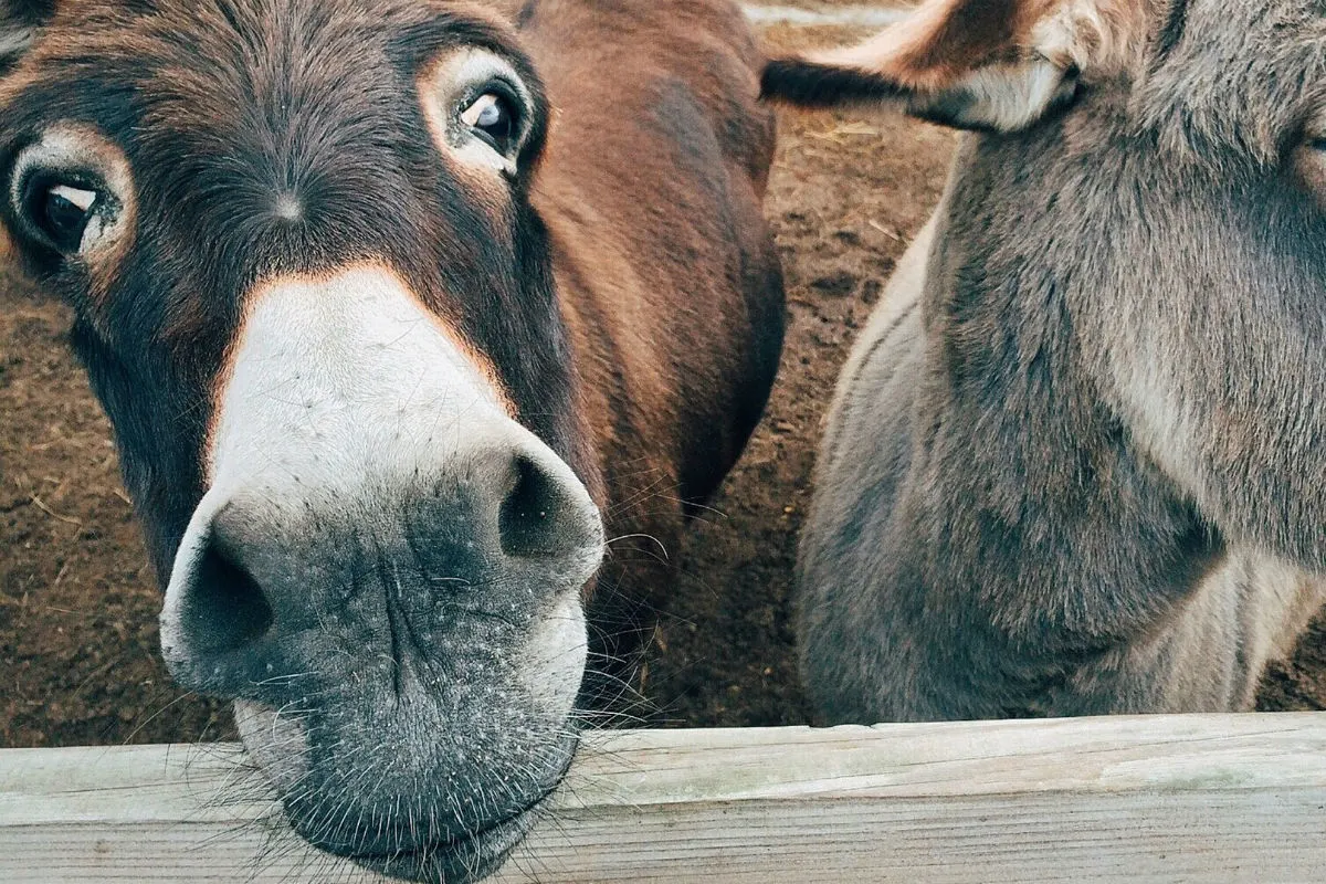 Zwei Esel nisten sich auf fremder Terrasse ein