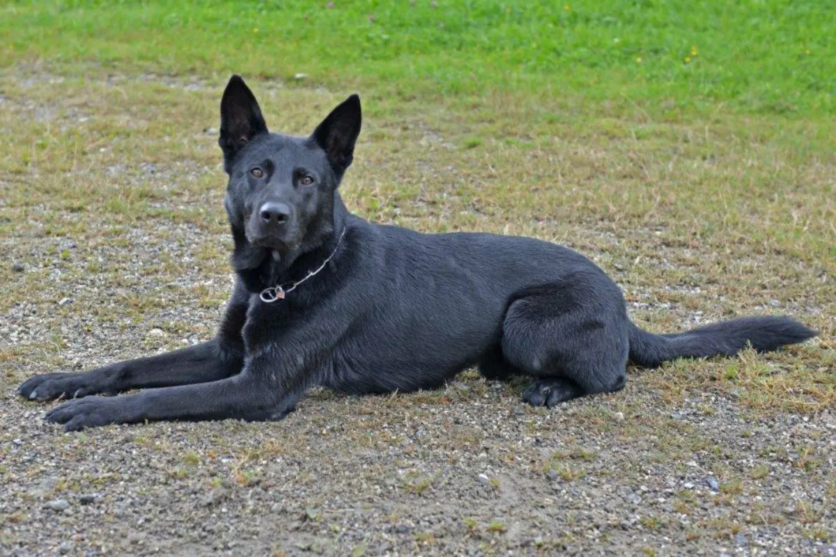 Ebikon LU - Dank Polizeihund Dodge konnten Einbrecher gefasst werden