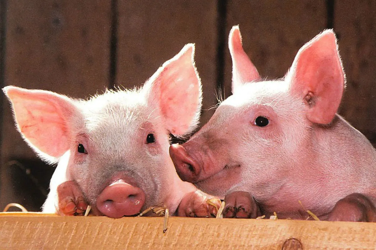 Bezirk Schärding - Schweinetransporter kippt um - Mehrere Tiere tot