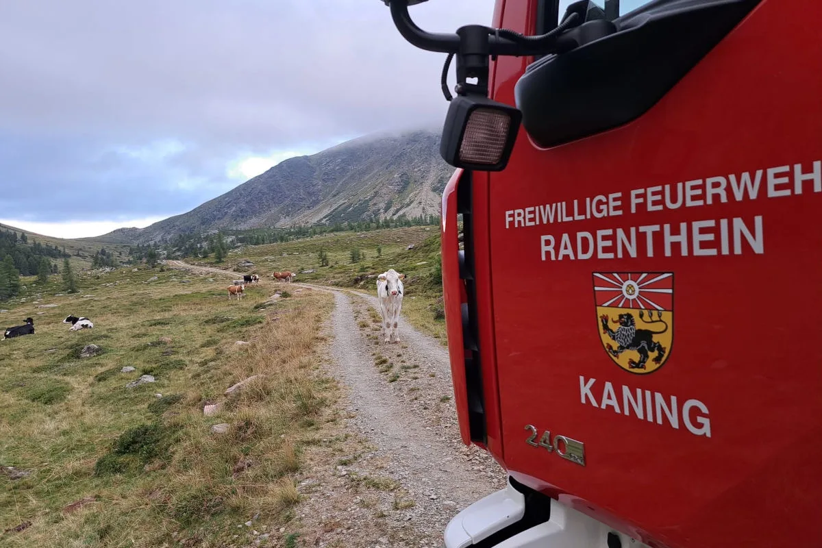 Ein rotes Feuerwehrauto der Freiwilligen Feuerwehr Radenthein steht auf einem Bergweg, während Kühe auf der Wiese grasen.