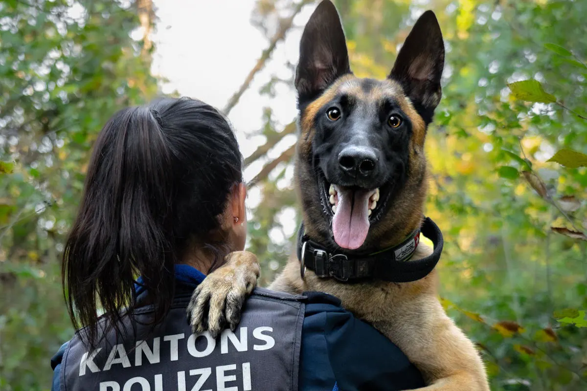 Aarau – Polizeihund Malouk stellt jugendliche Einbrecher