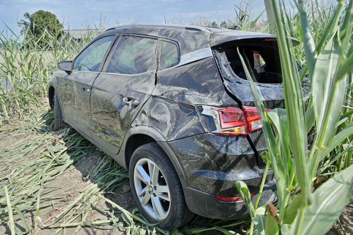 Ein dunkles, beschädigtes Auto steht in einem Maisfeld mit zerbrochenem Rückfenster und Dellen an der Karosserie.