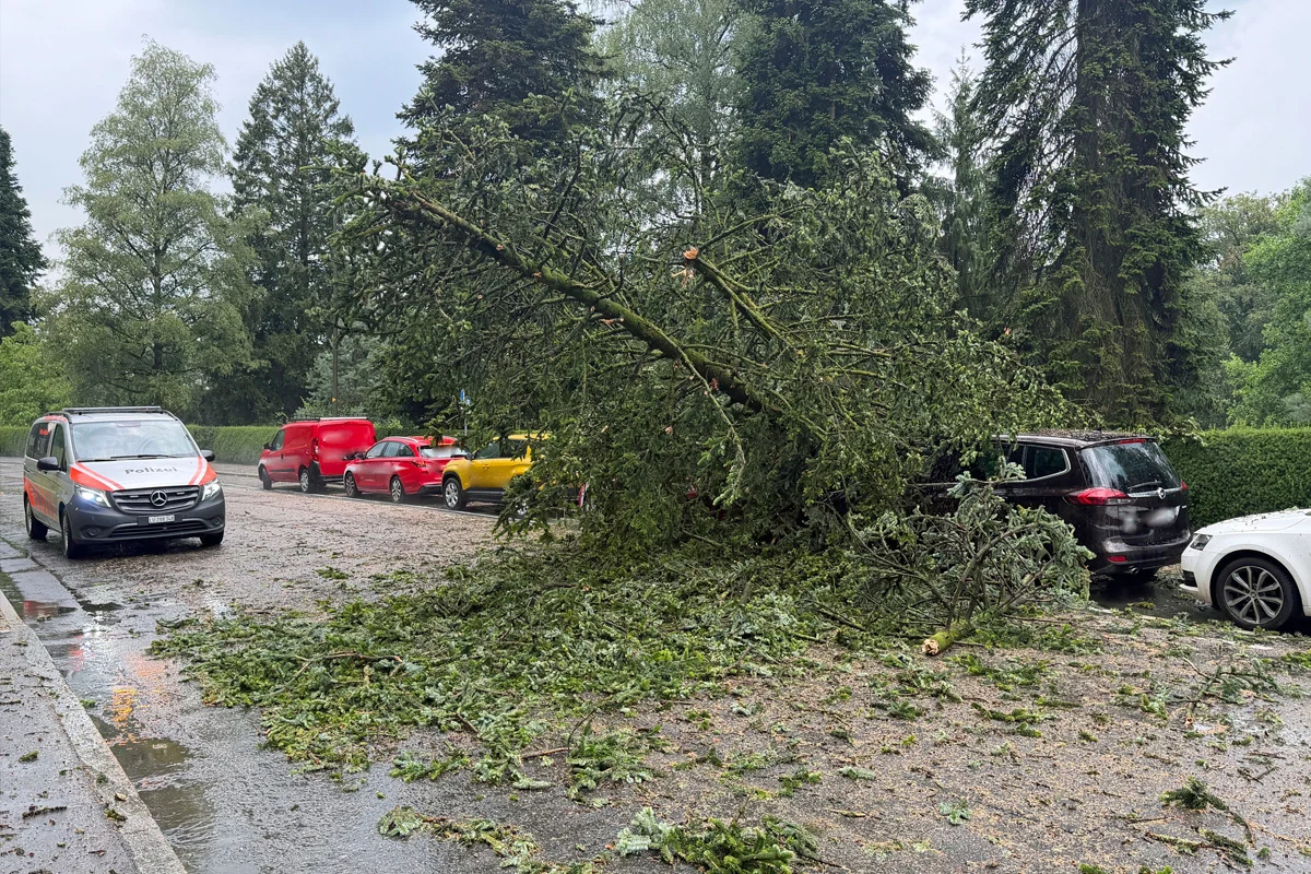 Ein Baum liegt quer über einer Straße und hat mehrere parkende Autos beschädigt. Ein Polizeiauto ist ebenfalls vor Ort.