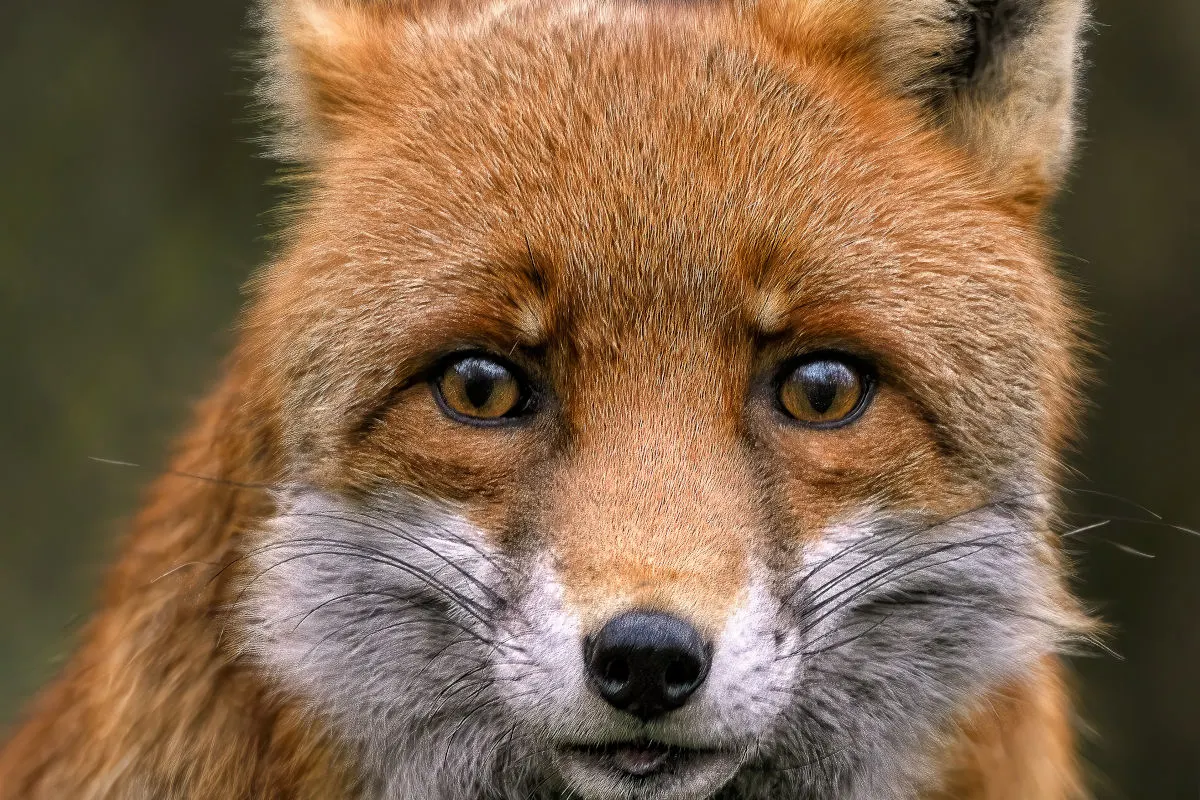 Eine Nahaufnahme zeigt das Gesicht eines Fuchses mit deutlichen Details wie seinen wachsamen Augen und dem roten Fell. Der Hintergrund ist unscharf, wodurch der Fokus auf den Fuchs bleibt.