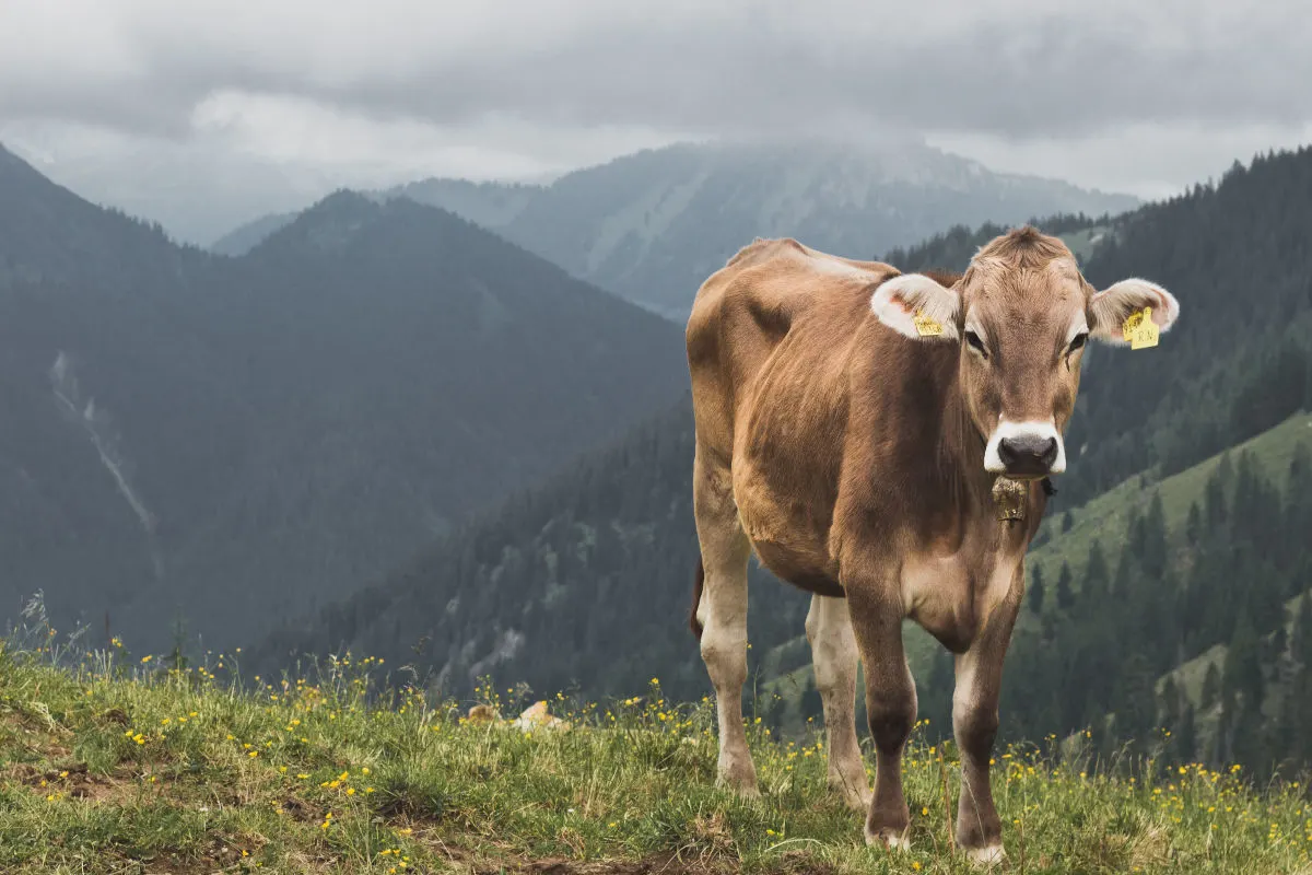 Eine braune Kuh, versehen mit Ohrmarken, steht auf einer grünen Wiese. Im Hintergrund sind bewaldete Berglandschaften und ein bewölkter Himmel zu sehen.