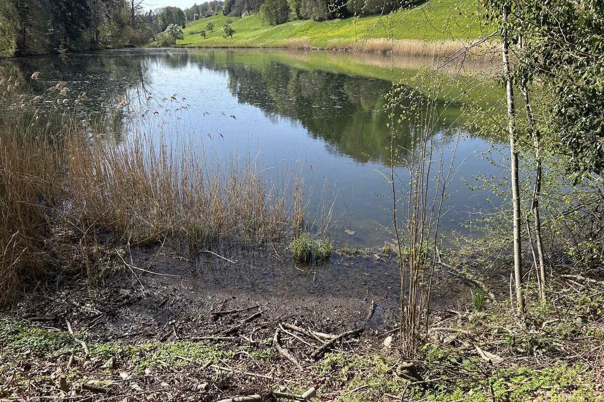 Neuhaus SG – Gülle läuft in Weiher