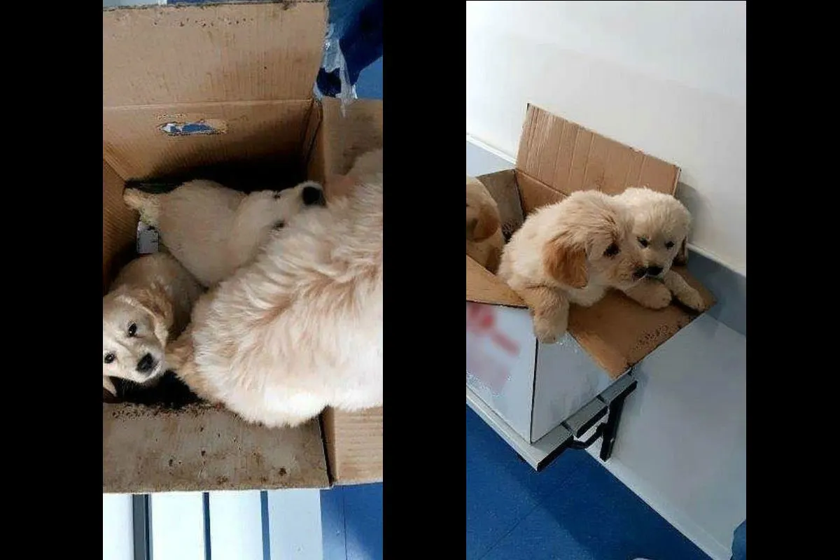 Bad Gottleuba - Drei Hundewelpen im Karton versteckt