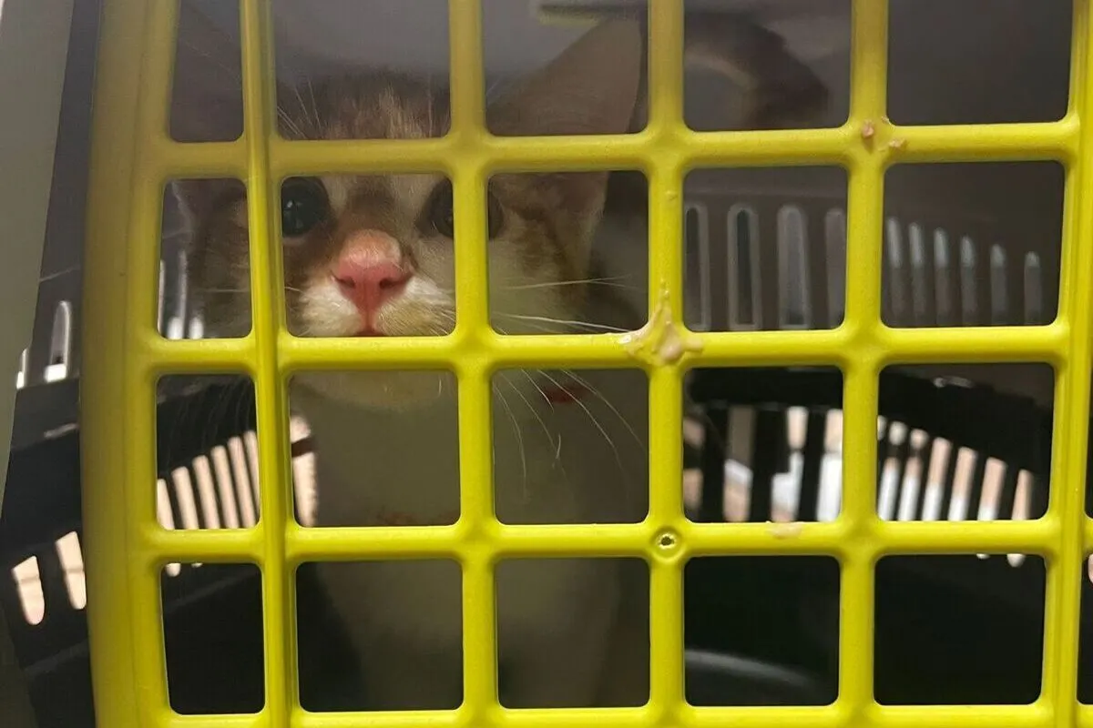 Hauptbahnhof Essen - Katze ausgesetzt 
