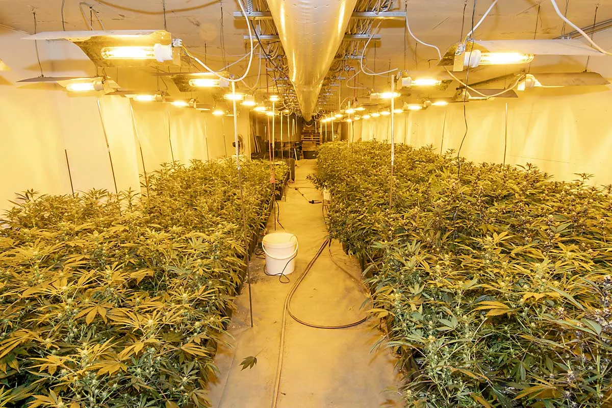 Professionelle Cannabis-Plantage in Haan - Erfolgreiche Durchsuchungen und Festnahmen mit Unterstützung von Spezialeinheiten